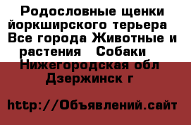 Родословные щенки йоркширского терьера - Все города Животные и растения » Собаки   . Нижегородская обл.,Дзержинск г.